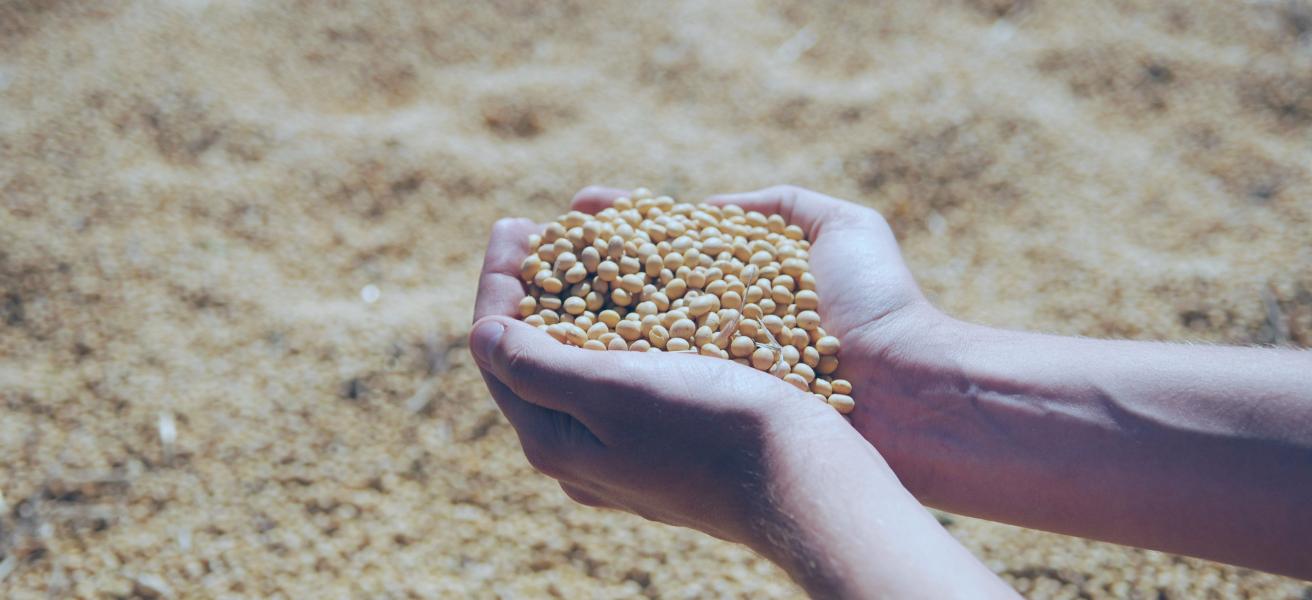 Agro-Success: West Africa's Agricultural Revolution.