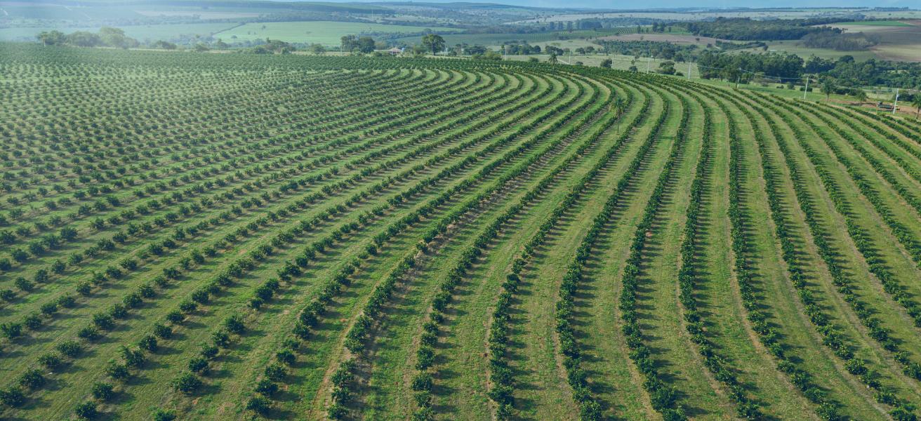 Asia Dominates Brazilian Agribusiness Imports