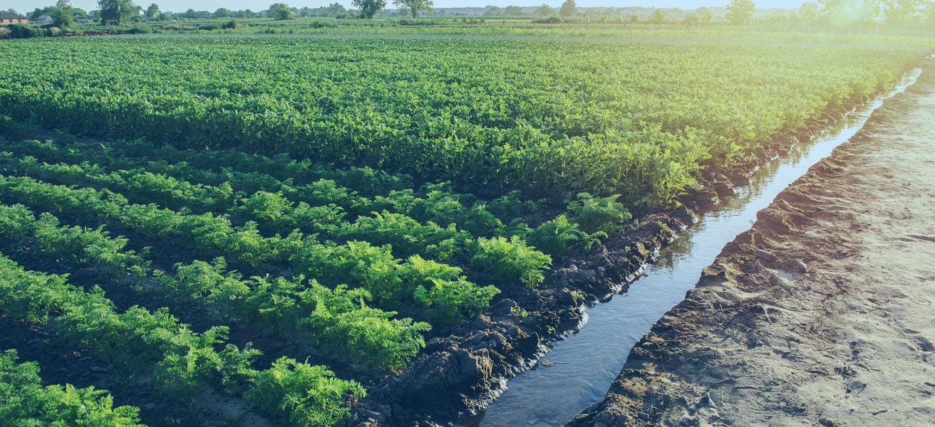 European Union is the second largest Importer of Brazilian Agribusiness